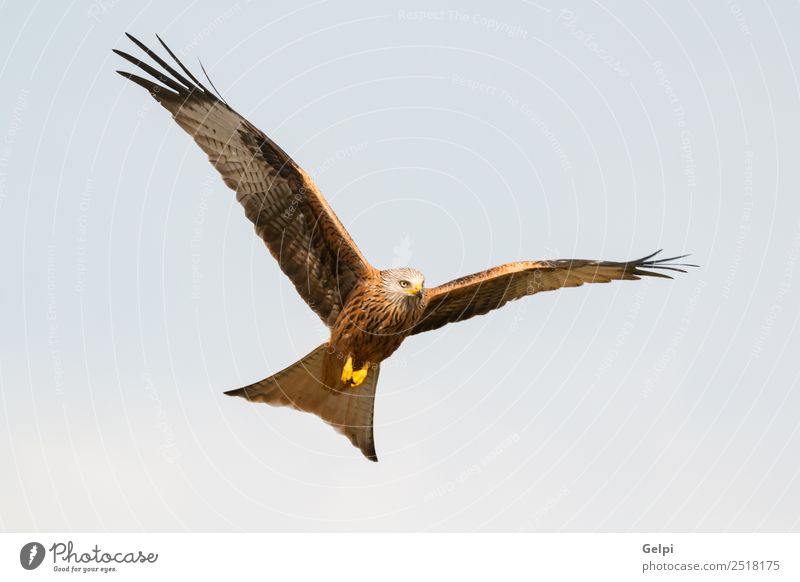 Fantastischer Raubvogel im Flug Natur Tier Himmel Vogel Flügel fliegen Geschwindigkeit wild blau gold weiß Tierwelt Raptor Raubtier Milan Etage sonnig Feder