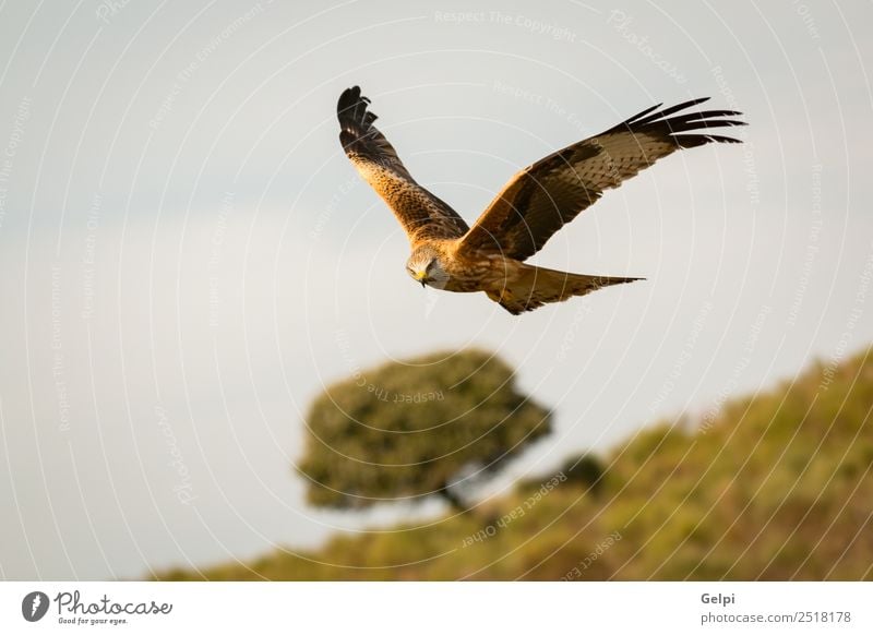 Fantastischer Raubvogel im Flug Natur Tier Himmel Vogel Flügel fliegen Geschwindigkeit wild blau gold weiß Tierwelt Raptor Raubtier Milan Etage sonnig Feder