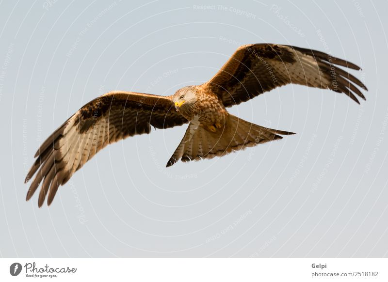 Fantastischer Raubvogel im Flug Natur Tier Himmel Vogel Flügel fliegen Geschwindigkeit wild blau gold weiß Tierwelt Raptor Raubtier Milan Etage sonnig Feder