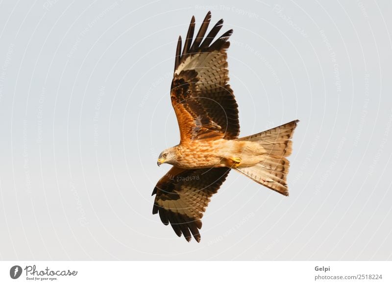 Fantastischer Raubvogel im Flug Natur Tier Himmel Vogel Flügel fliegen Geschwindigkeit wild blau gold weiß Tierwelt Raptor Raubtier Milan Etage sonnig Feder