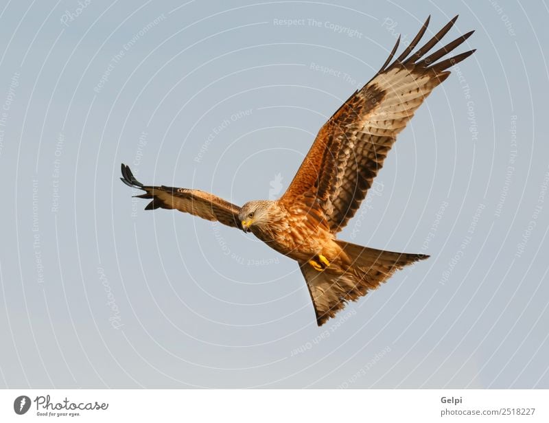 Fantastischer Raubvogel im Flug Natur Tier Himmel Vogel Flügel fliegen Geschwindigkeit wild blau gold weiß Tierwelt Raptor Raubtier Milan Etage sonnig Feder