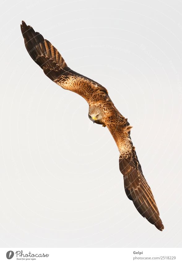 Fantastischer Raubvogel im Flug Natur Tier Himmel Vogel Flügel fliegen Geschwindigkeit wild blau gold weiß Tierwelt Raptor Raubtier Milan Etage sonnig Feder