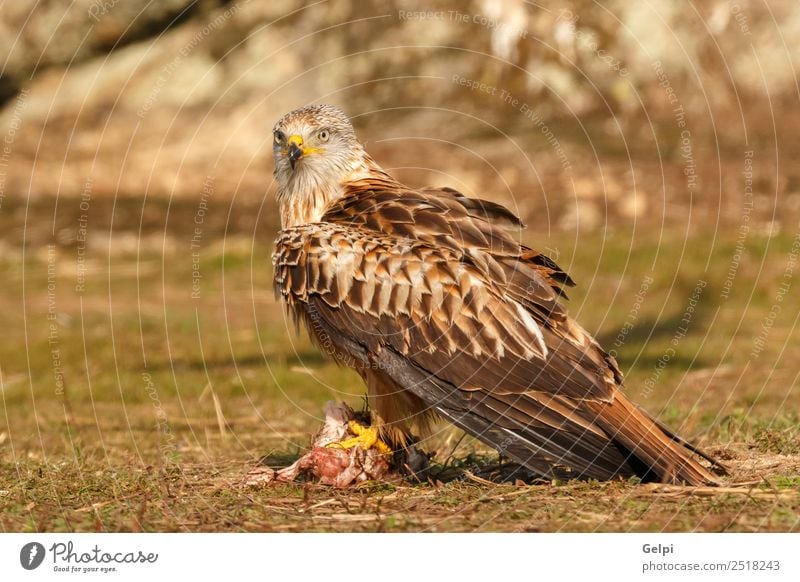 Fantastischer Vogel auf dem Feld mit einem schönen Gefieder. elegant Freiheit Natur Tier Gras Flügel niedlich wild grün weiß Feder Milan Schnabel sonnig Beute