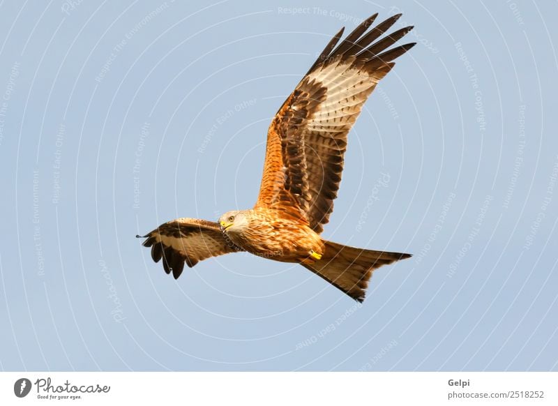 Fantastischer Raubvogel im Flug Natur Tier Himmel Vogel Flügel fliegen Geschwindigkeit wild blau gold weiß Tierwelt Raptor Raubtier Milan Etage sonnig Feder