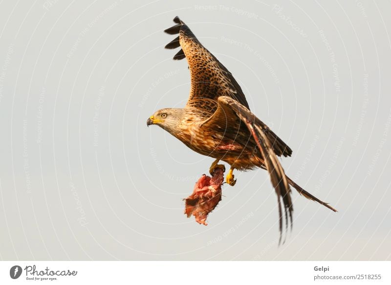 Fantastischer Raubvogel im Flug Natur Tier Himmel Vogel Flügel fliegen Geschwindigkeit wild blau gold weiß Tierwelt Raptor Raubtier Milan Etage sonnig Feder