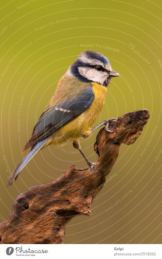 Hübsche Titte mit Blau schön Leben Winter Garten Natur Tier Wildtier Vogel klein wild blau gelb grün weiß Tierwelt Schnabel Singvogel Ast Feder Blaumeise