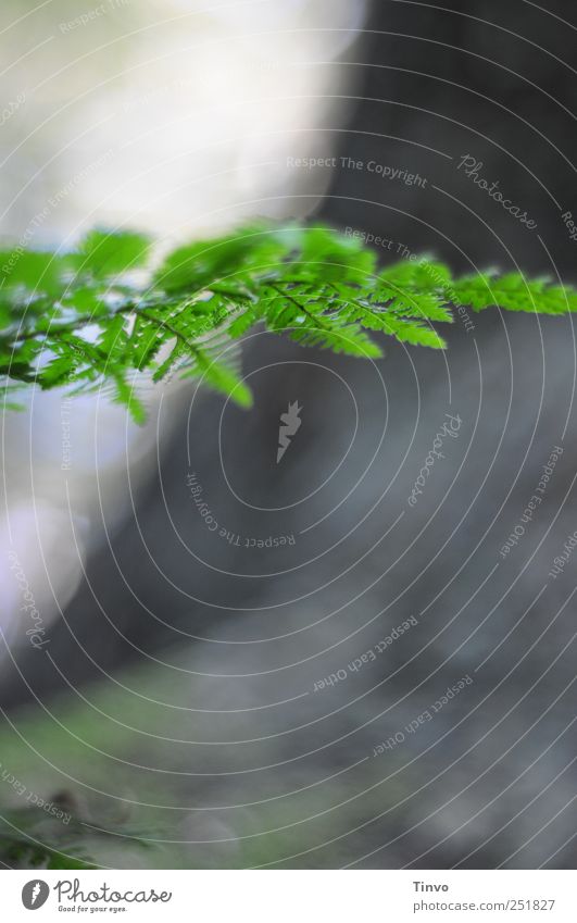 Farn Natur Pflanze Schönes Wetter grau grün Farnzweig Farbfoto Außenaufnahme Nahaufnahme Menschenleer Textfreiraum oben Textfreiraum unten Tag Lichterscheinung