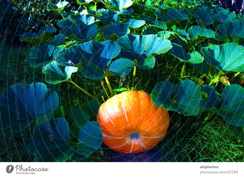 Kürbis im Grünen Blatt Reifezeit Gemüse Garten Natur Wachstum