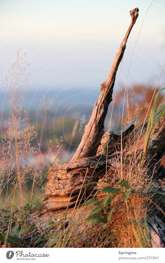 ALLEINstellungsmerkmal Pflanze Sonnenlicht Herbst Gras Feld ästhetisch braun standhaft Zufriedenheit Design einzigartig Natur Baumstumpf Baumstamm Astloch