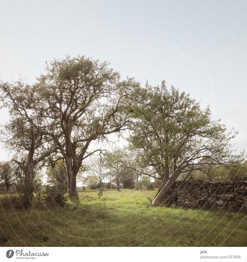 querfeld Umwelt Natur Landschaft Pflanze Himmel Herbst Baum Gras Grünpflanze Wiese Feld natürlich blau braun grün Farbfoto Außenaufnahme Menschenleer