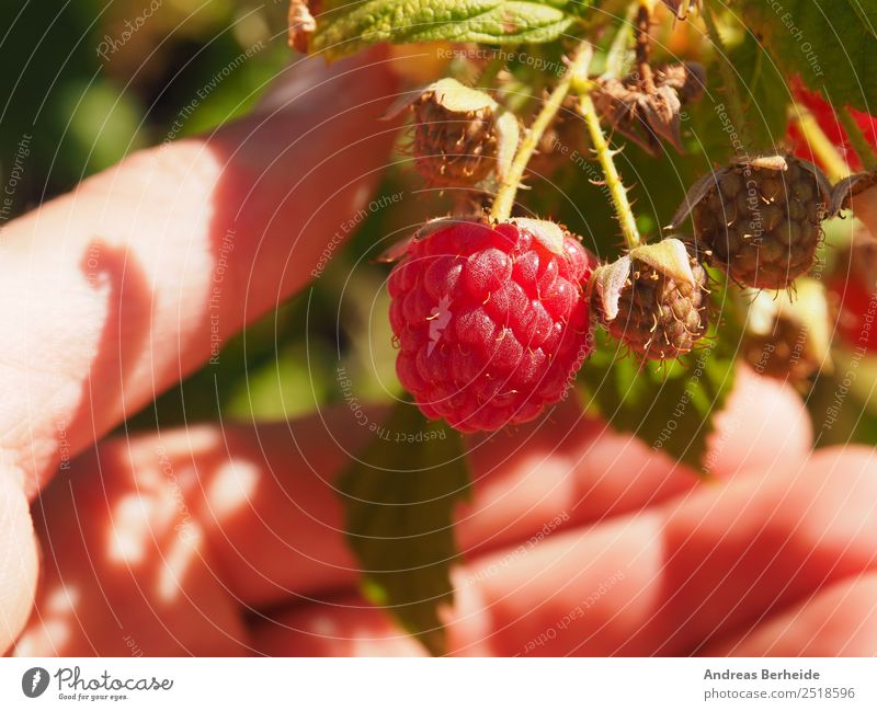 Himbeeren ernten Frucht Bioprodukte Vegetarische Ernährung Diät Gesunde Ernährung lecker süß Ernte Garten Hand Nahaufnahme Sonne Sommer fruchtig rot reif