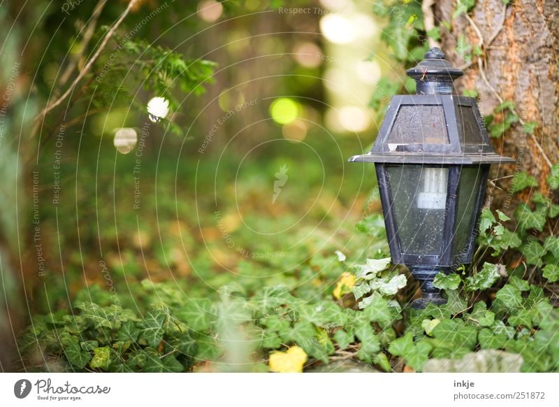 alter Garten Außenleuchte Lampe Natur Herbst Baum Sträucher Efeu Park Friedhof Holz Glas Metall dreckig grün schwarz Ende Endzeitstimmung Tod Trauer