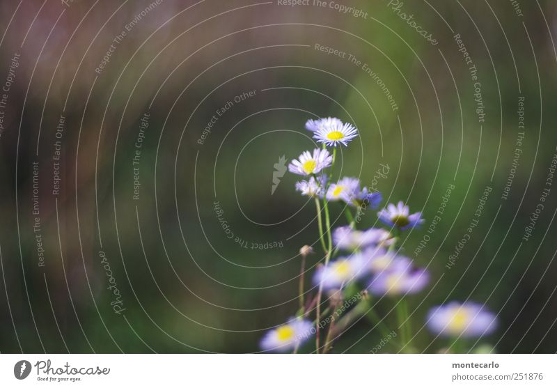 Blümchen Umwelt Natur Pflanze Herbst Schönes Wetter Blume Grünpflanze Wildpflanze blau grün Farbfoto mehrfarbig Außenaufnahme Nahaufnahme Detailaufnahme