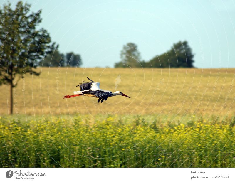 Landeanflug Pflanze Tier Urelemente Luft Sommer Baum Feld Wildtier Vogel Flügel hell natürlich Storch Schnabel fliegen Flugzeuglandung Farbfoto mehrfarbig