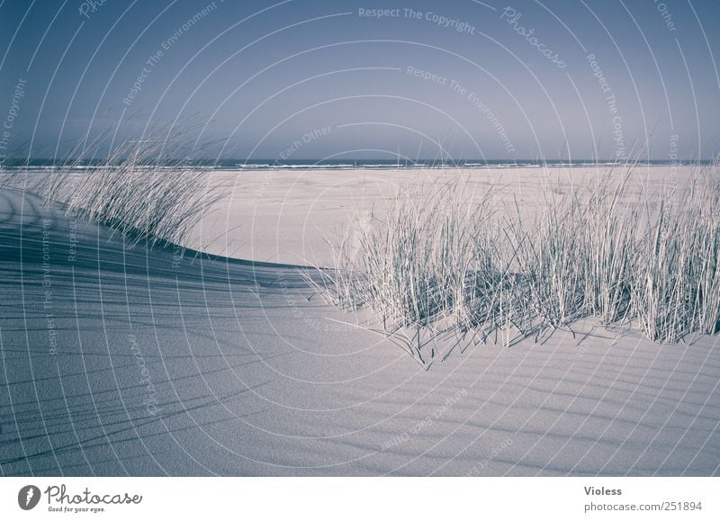 Spiekeroog | ...last but not least Landschaft Sand Strand Nordsee Insel Erholung genießen Düne Dünengras Farbfoto Außenaufnahme Licht Schatten Sonnenlicht