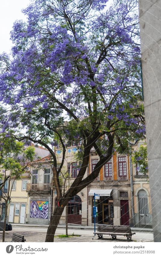 Blühende Altstadt Ferien & Urlaub & Reisen Städtereise Baum Porto Portugal Stadt Stadtzentrum Menschenleer Haus Mauer Wand Fassade Farbfoto Außenaufnahme Tag