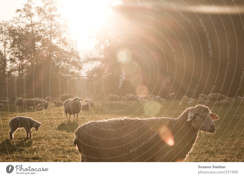 [CHAMANSÜLZ 2011] Guten Morgen Sonne! Wiese Feld Nutztier Wildtier Tiergruppe Herde genießen Sonnenaufgang Blendenfleck Schaf Schafherde Schafswolle Baum Lamm