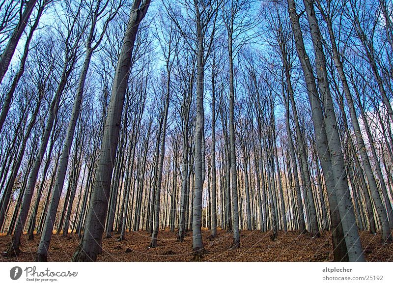 Wald vor Bäumen Baum Buche Frühling Baumstamm Ast