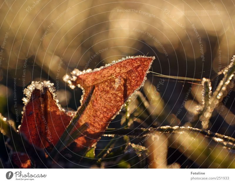 frostige Angelegenheit Umwelt Natur Pflanze Urelemente Wasser Herbst Eis Frost Gras Blatt Garten Wiese hell natürlich braun grün Farbfoto Gedeckte Farben