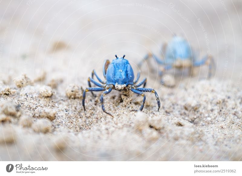 Two Blue crabs walking on the white beach Leben Erholung ruhig Ferien & Urlaub & Reisen Sommer Sonne Strand Meer Insel Natur Tier Sand Wasser Küste exotisch