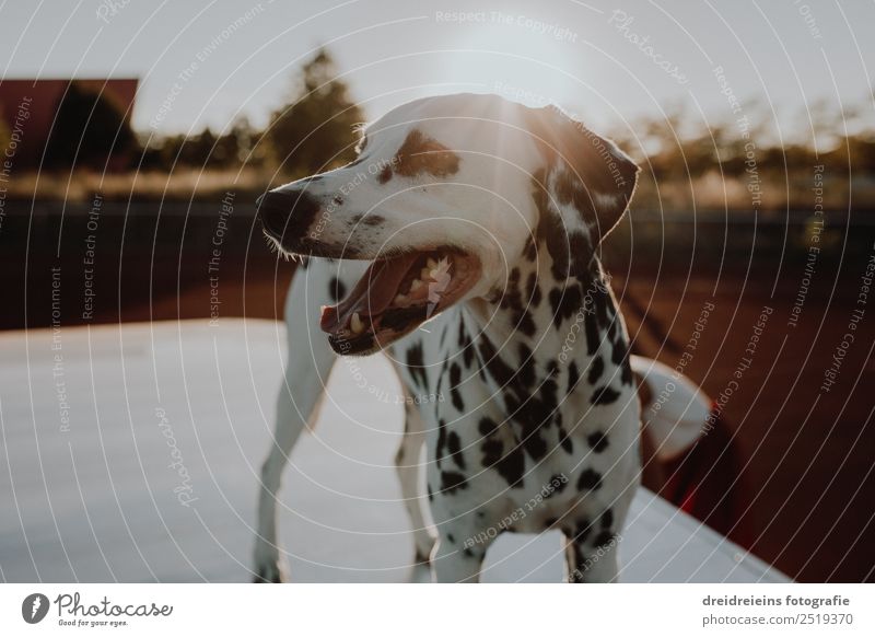 Dalmatiner bei Sonnenuntergang Sonnenaufgang Sonnenlicht Sommer Schönes Wetter Tier Haustier Hund 1 beobachten entdecken stehen warten schön einzigartig