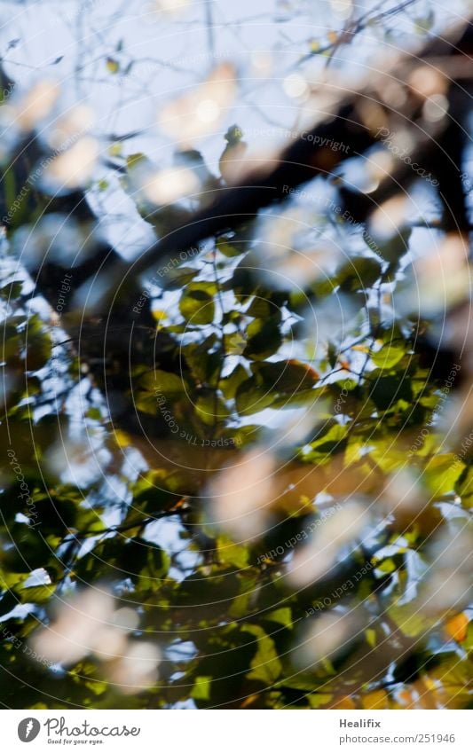 kalt feucht : herbst Pflanze Wasser Himmel Herbst Schönes Wetter Baum Blatt Wald dunkel hell nass blau braun grün weiß Endzeitstimmung Tod Vergänglichkeit