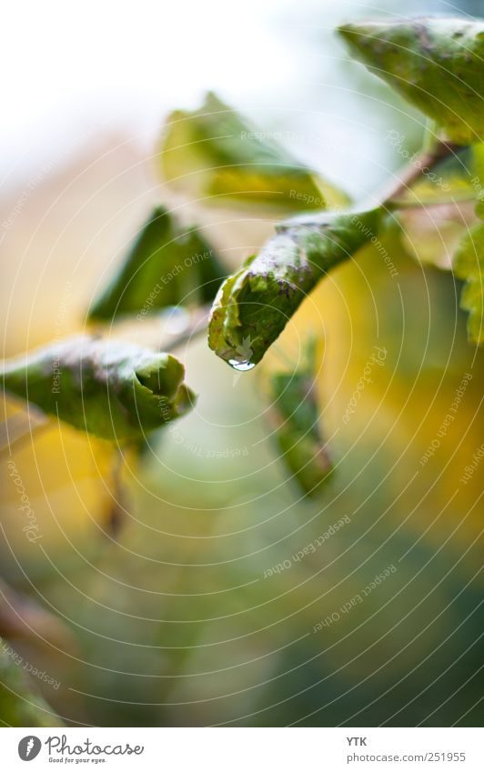 Der Herbst ist da. Umwelt Natur Pflanze Urelemente Wasser Wassertropfen Blatt Grünpflanze Wildpflanze frisch grün Unschärfe Herbstbeginn tropfend gerollt