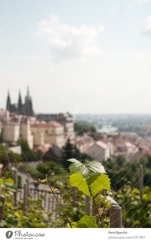 Burgbergwein Himmel Wolken Pflanze Blatt Grünpflanze Nutzpflanze Wein Weinberg Weinbau Hügel Hauptstadt Altstadt Skyline Sehenswürdigkeit Wahrzeichen Hradschin