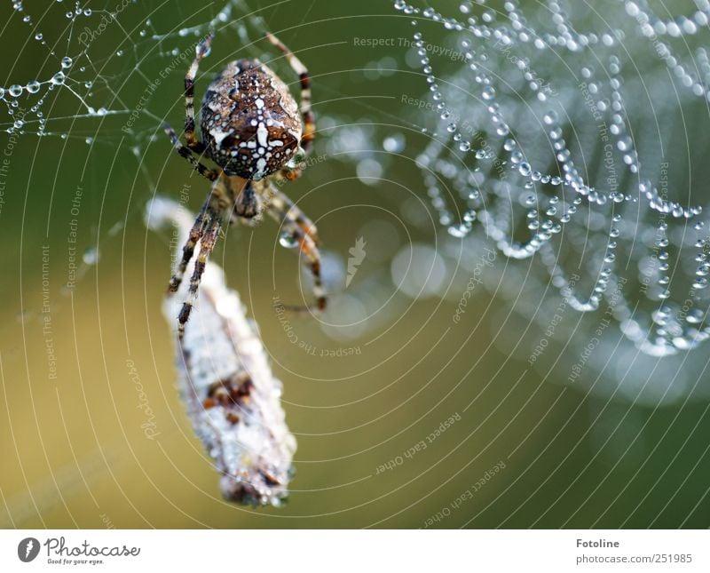 'In'Sektfrühstück Umwelt Natur Tier Urelemente Wasser Wassertropfen Wildtier Spinne fangen nass natürlich Kreuzspinne Fressen Beute Farbfoto mehrfarbig