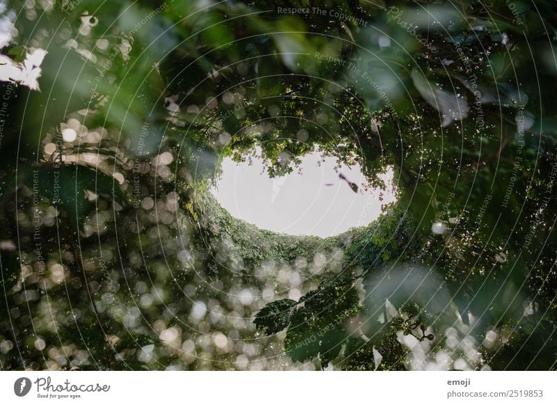 Doppelbelichtung Umwelt Natur Pflanze Baum Grünpflanze Wald natürlich grün Farbfoto Außenaufnahme Experiment abstrakt Muster Strukturen & Formen Menschenleer