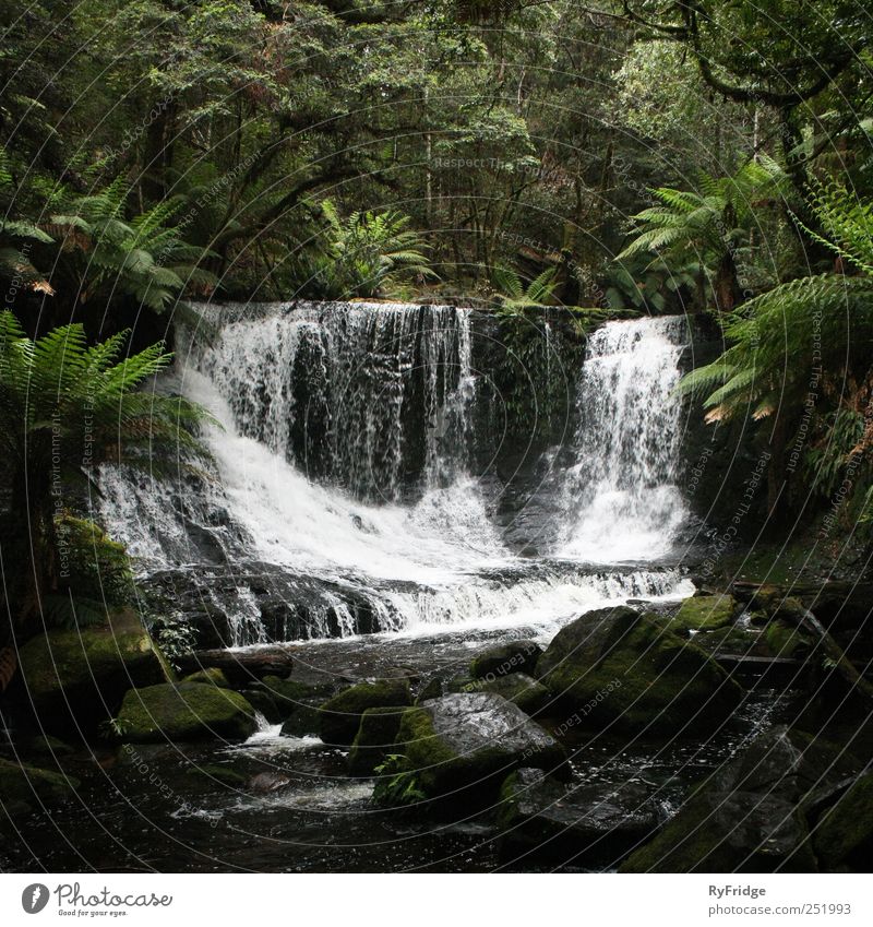 Wasserfall im Regenwald Natur Pflanze Klima Baum Gras Sträucher Moos Urwald Felsen Fluss ästhetisch schön natürlich Gelassenheit Erholung Gedeckte Farben