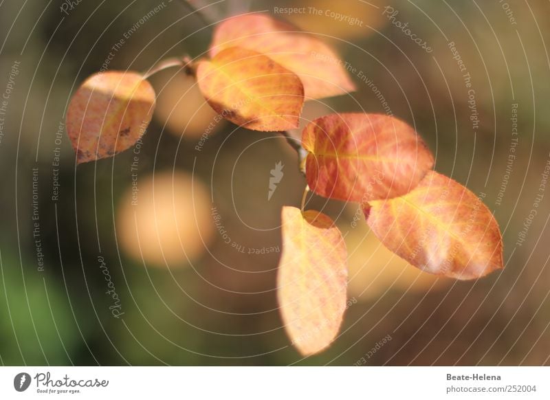 Herbstleuchten Natur Schönes Wetter Sträucher Schmuck Wachstum ästhetisch braun gold grün Beginn Blätter Felsenbirne Busch Herbstfarben Herbstfärbung Herbstlaub