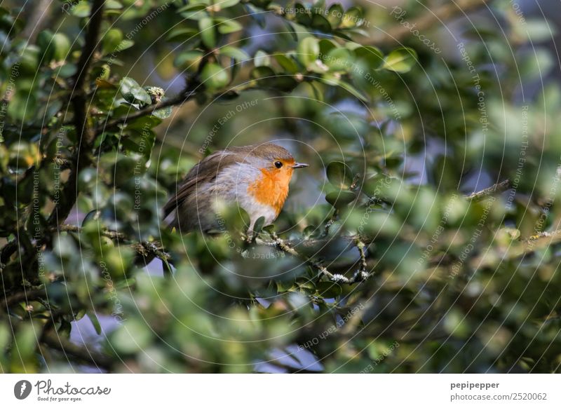 Rotkäppchen Natur Pflanze Baum Blatt Grünpflanze Wildpflanze Park Tier Vogel 1 sitzen grün Farbfoto Menschenleer Tag Unschärfe Zentralperspektive