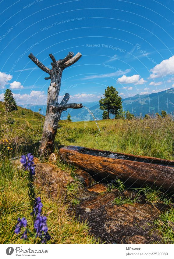 jungbrunnen Umwelt Natur Landschaft Pflanze Tier Schönes Wetter Wiese Feld Alpen Berge u. Gebirge schön wandern Wasserstelle Quelle Erfrischung Baum