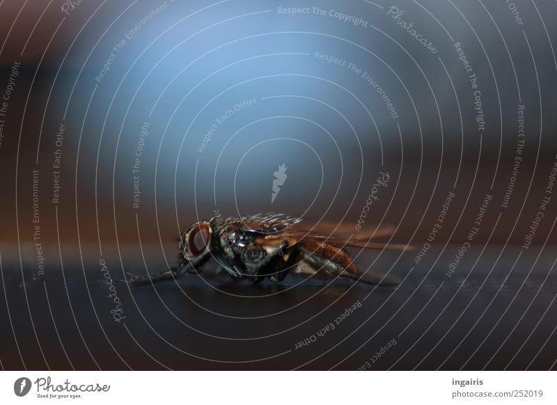 Plagegeist Umwelt Fliege Flügel hocken krabbeln blau braun bizarr skurril Insekt Schädlinge Farbfoto Innenaufnahme Nahaufnahme Makroaufnahme Menschenleer