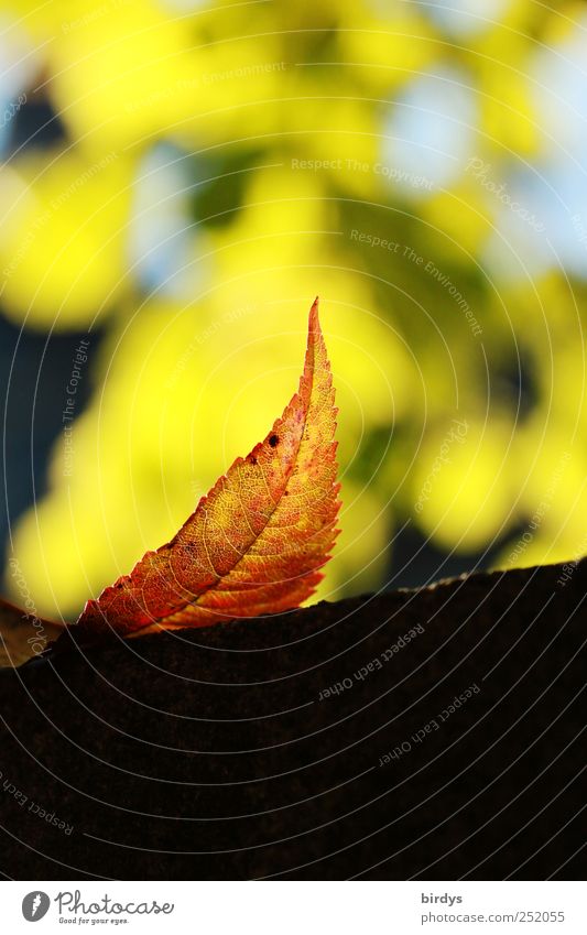 Herbstlicht Natur Pflanze Sonnenlicht Schönes Wetter Blatt leuchten ästhetisch Freundlichkeit schön Spitze elegant Farbe Wandel & Veränderung Herbstfärbung