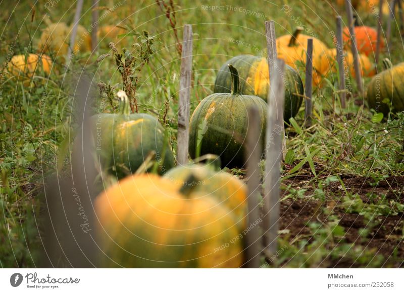 Erntezeit Lebensmittel Gemüse Kürbis Kürbiszeit Erde Grünpflanze Nutzpflanze Garten Wiese Feld liegen Wachstum rund mehrfarbig gelb grün reif Farbfoto