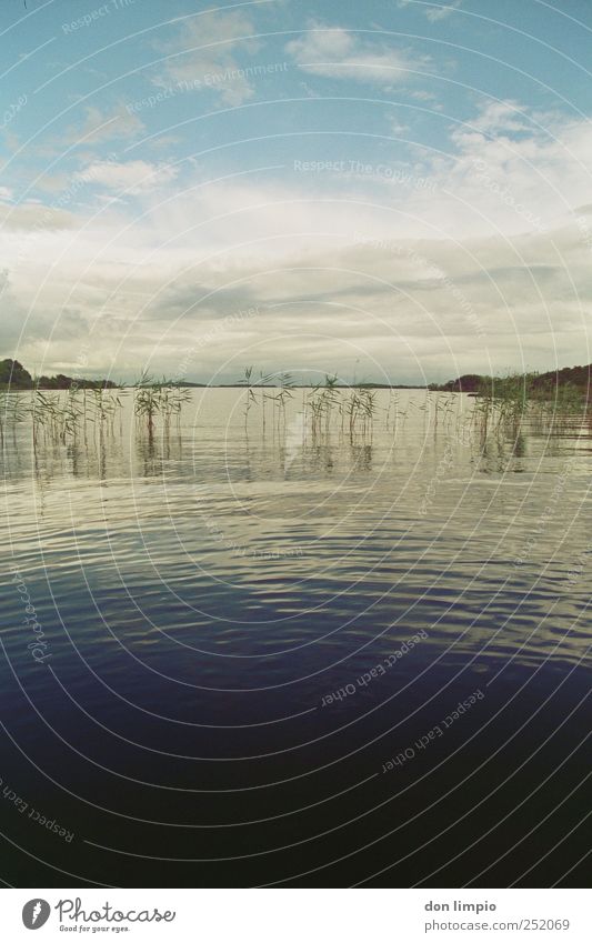 lough mask Ferne Insel Wellen Natur Wasser Wolken Pflanze Seeufer Republik Irland Menschenleer blau Stimmung ruhig Horizont Idylle Schilfrohr analog Mitte