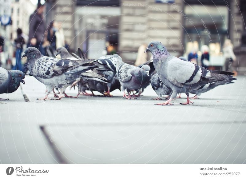 taubenperspektive Wien Österreich Platz Marktplatz Tier Wildtier Vogel Taube Flügel Feder Tiergruppe Schwarm Beton beobachten Fressen natürlich Stadt Farbfoto