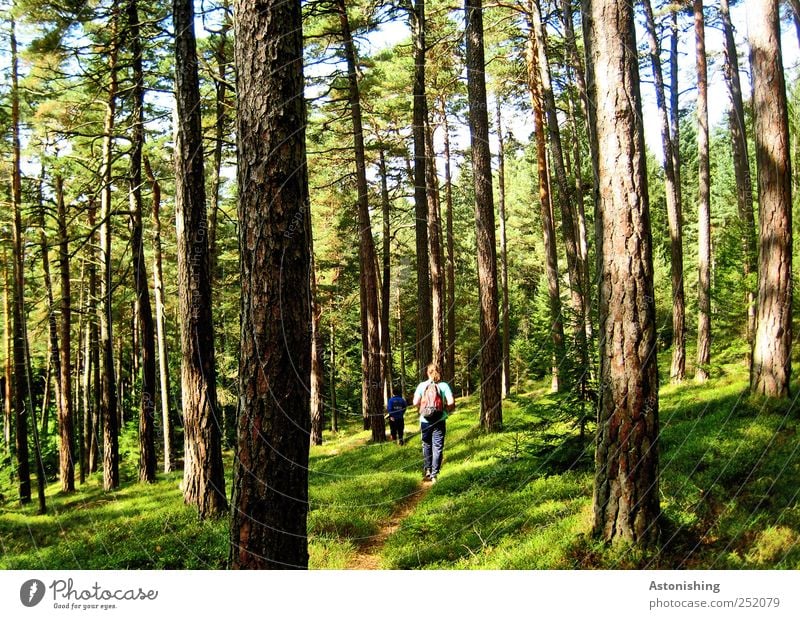 Wanderung im Wald Mensch maskulin 2 Umwelt Natur Landschaft Pflanze Erde Sommer Wetter Schönes Wetter Baum Gras Sträucher Moos gehen hoch grün Wege & Pfade