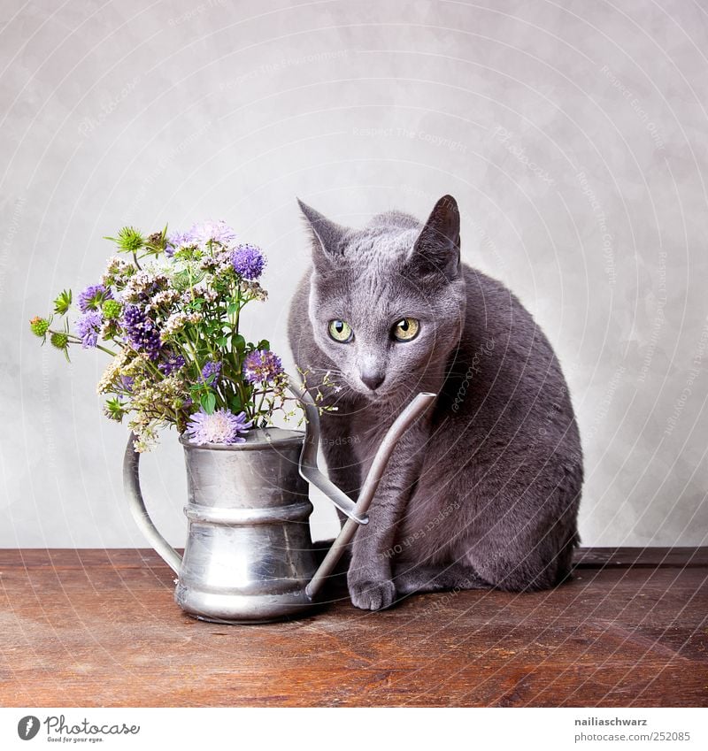 Stilleben mit Katze Innenarchitektur Dekoration & Verzierung Pflanze Blume Wildpflanze Wiesenblume Tier Haustier Russisch Blau kurzhaarig 1 Gießkanne beobachten