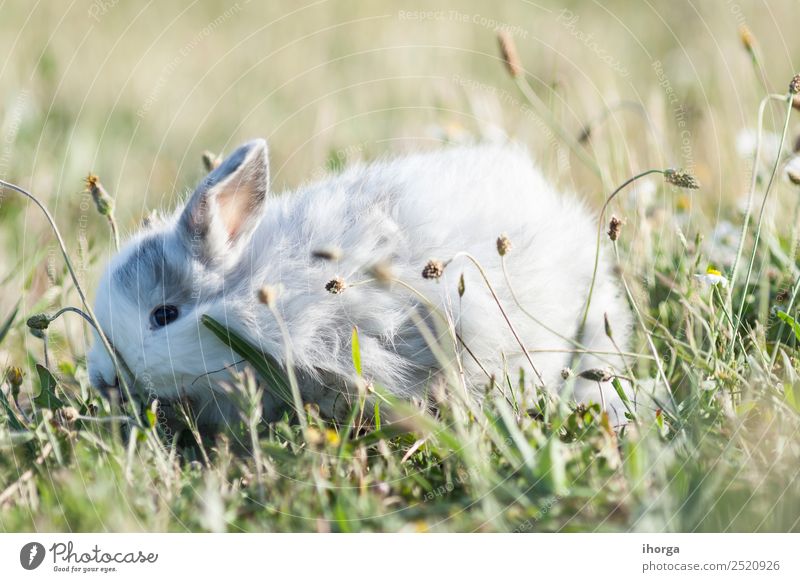 belier breed Bunny frei im Feld Freiheit Tier Frühling Blume Pelzmantel Haustier Nutztier Wildtier 1 Blühend wild grau grün Farbe Hase & Kaninchen Farbfoto