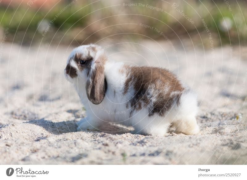 belier breed Bunny frei im Feld Freiheit Tier Sand Blume Pelzmantel Haustier Nutztier Wildtier 1 Blühend wild grau grün Farbe Hase & Kaninchen Farbfoto