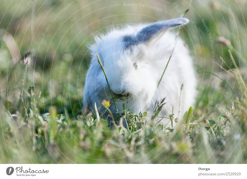 belier breed Bunny frei im Feld Freiheit Tier Blume Pelzmantel Haustier Nutztier Wildtier 1 Blühend wild grau grün Farbe Hase & Kaninchen Farbfoto Außenaufnahme