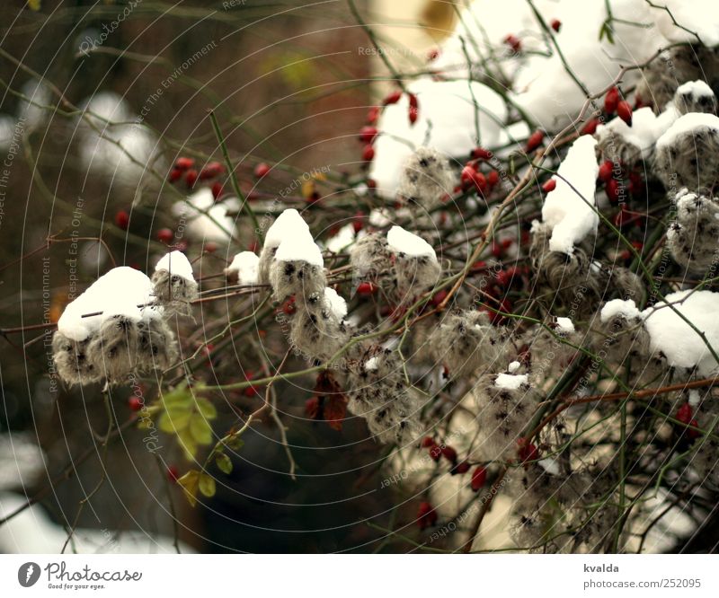 Schneedecke Natur Pflanze Winter Sträucher Blatt Wildpflanze grau grün rot weiß Zufriedenheit Hagebutten Ast kalt Frost Dezember Januar Februar Gedeckte Farben