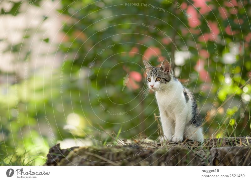 junge Katze Umwelt Natur Pflanze Tier Frühling Sommer Herbst Klima Schönes Wetter Gras Sträucher Garten Park Wald Haustier Tiergesicht Fell Krallen Pfote 1