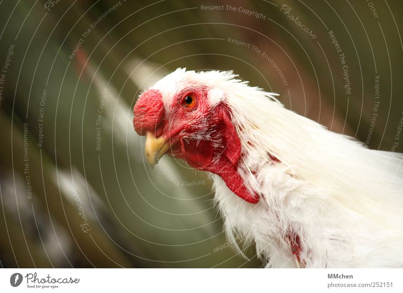 Fliegen müsste man können Garten Natur Tier Haustier Nutztier Tiergesicht Zoo Haushuhn Hahn 1 beobachten Blick frech Neugier grün rot weiß Optimismus Überleben