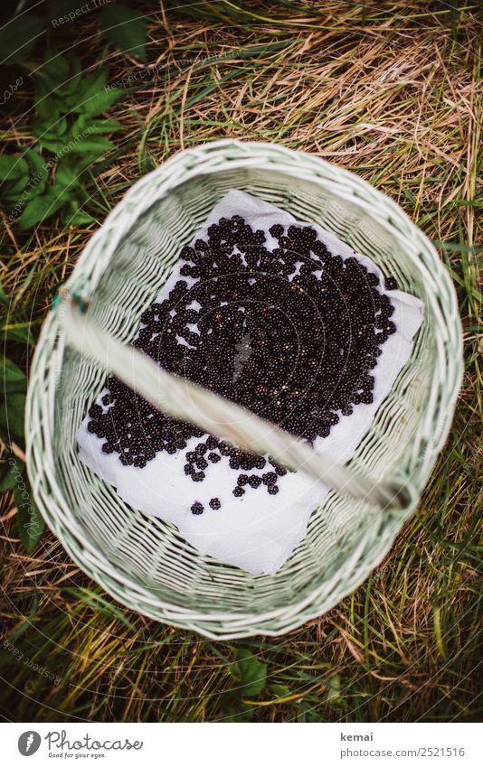 Ein Korb voll Brombeeren Frucht Beeren Ernährung Picknick Bioprodukte Vegetarische Ernährung Slowfood Lifestyle Gesunde Ernährung Wellness Leben harmonisch