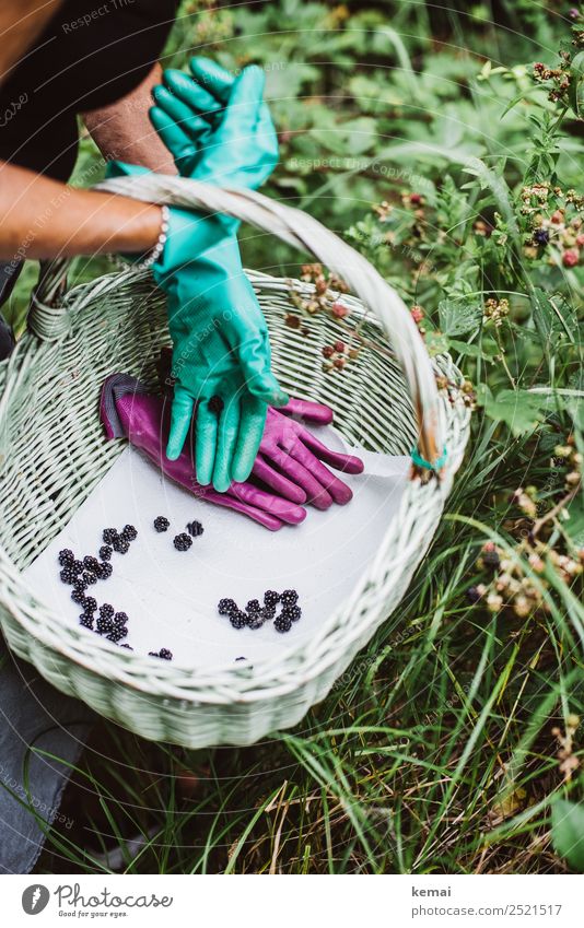 Eröffnet: Brombeerjagdsaison Frucht Brombeeren Ernährung Bioprodukte Vegetarische Ernährung Korb Lifestyle Leben Wohlgefühl Zufriedenheit Freizeit & Hobby