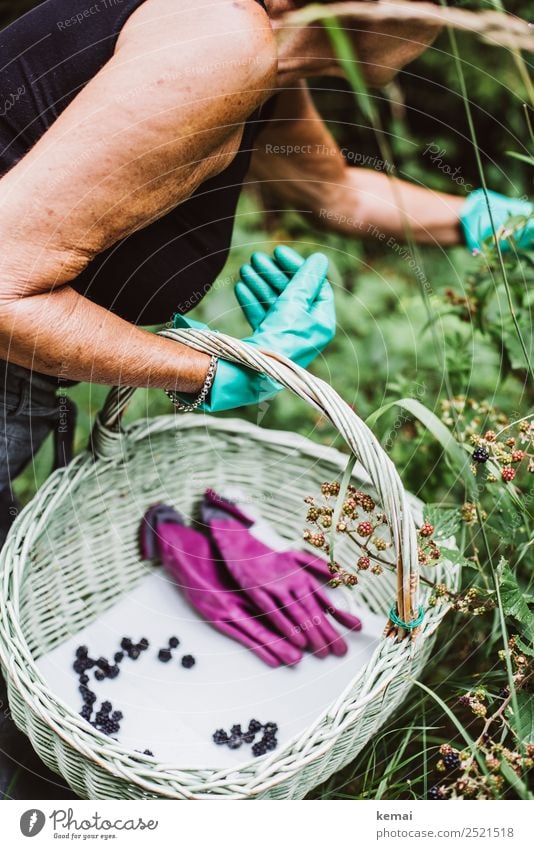 Beeren pflücken Lebensmittel Frucht Brombeeren Brombeerbusch Ernährung Korb Lifestyle Gesunde Ernährung harmonisch Wohlgefühl ruhig Freizeit & Hobby Ausflug